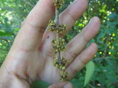 Eugenia uruguayensis