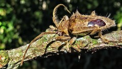 Megabasis speculifera