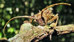 Megabasis speculifera