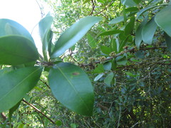 Eugenia uruguayensis