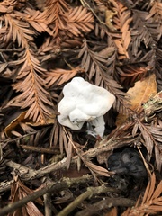 Helvellaceae