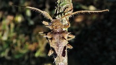 Megabasis speculifera