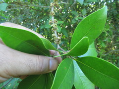 Eugenia uruguayensis