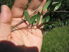 Phyllanthus sellowianus