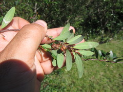 Phyllanthus sellowianus