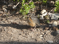 Turdus migratorius