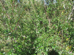 Phyllanthus sellowianus