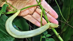 Vaginulus taunaisii