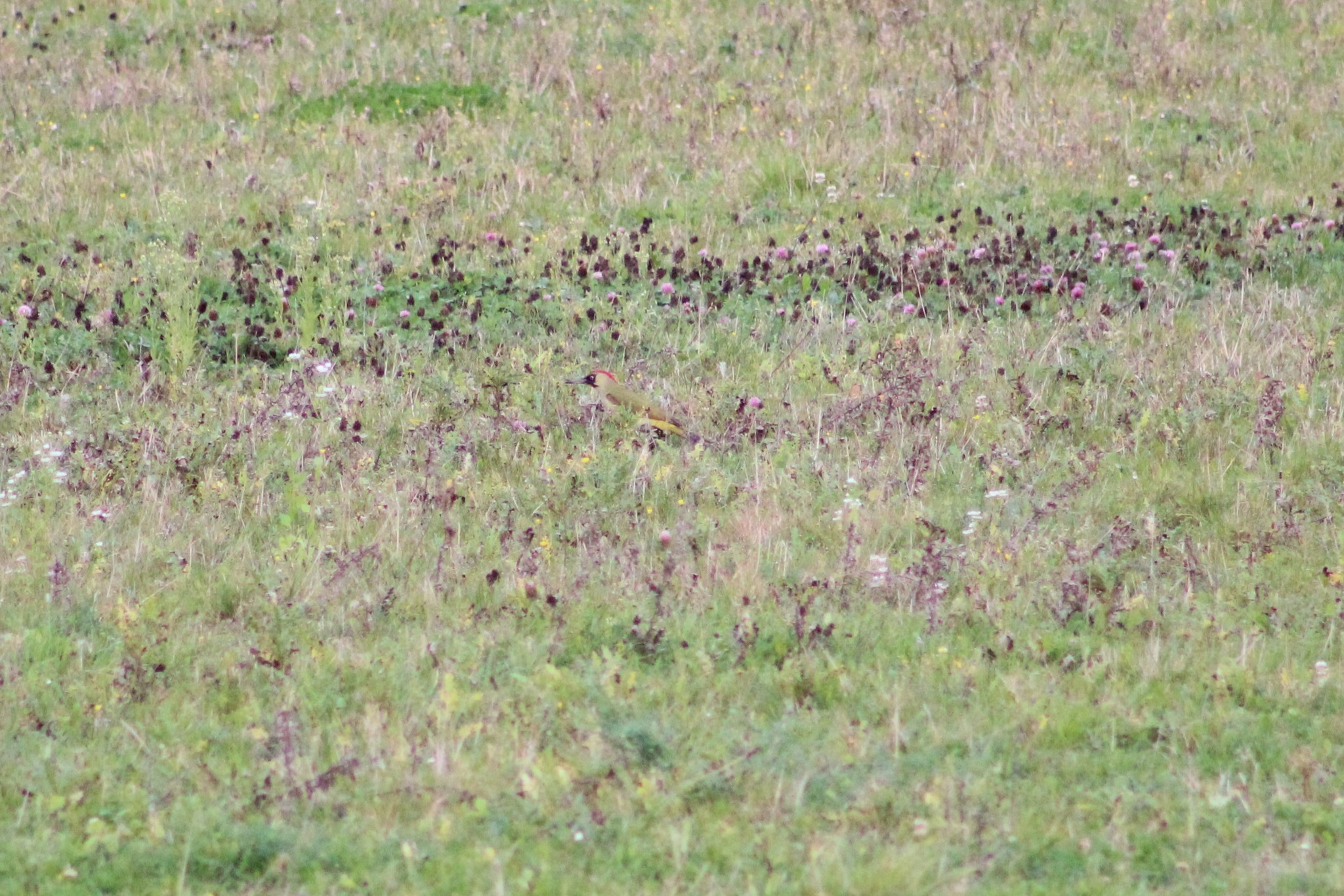 European Green Woodpecker