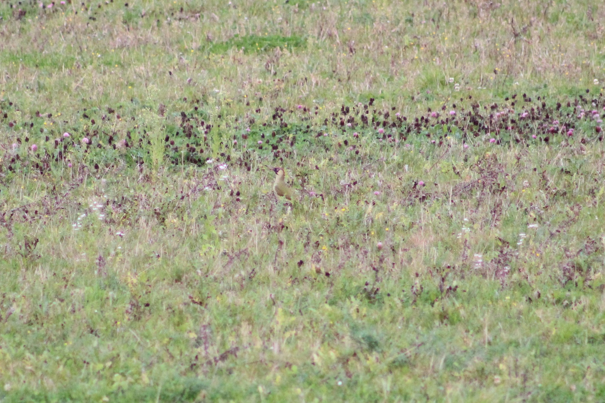 European Green Woodpecker