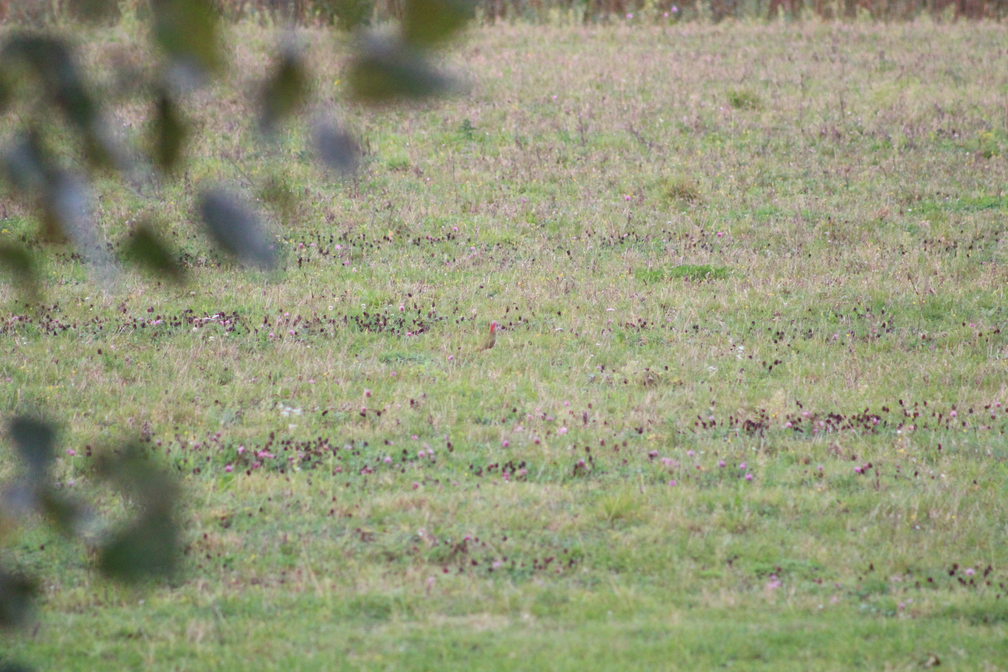 European Green Woodpecker
