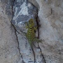 Sceloporus gadsdeni