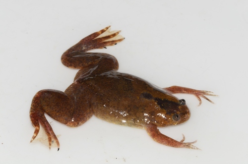 Upland Clawed Frog, Xenopus parafraseri