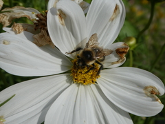 Bombus rufocinctus