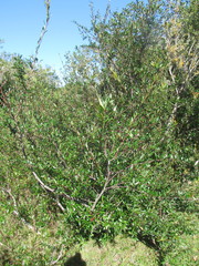 Phyllanthus sellowianus