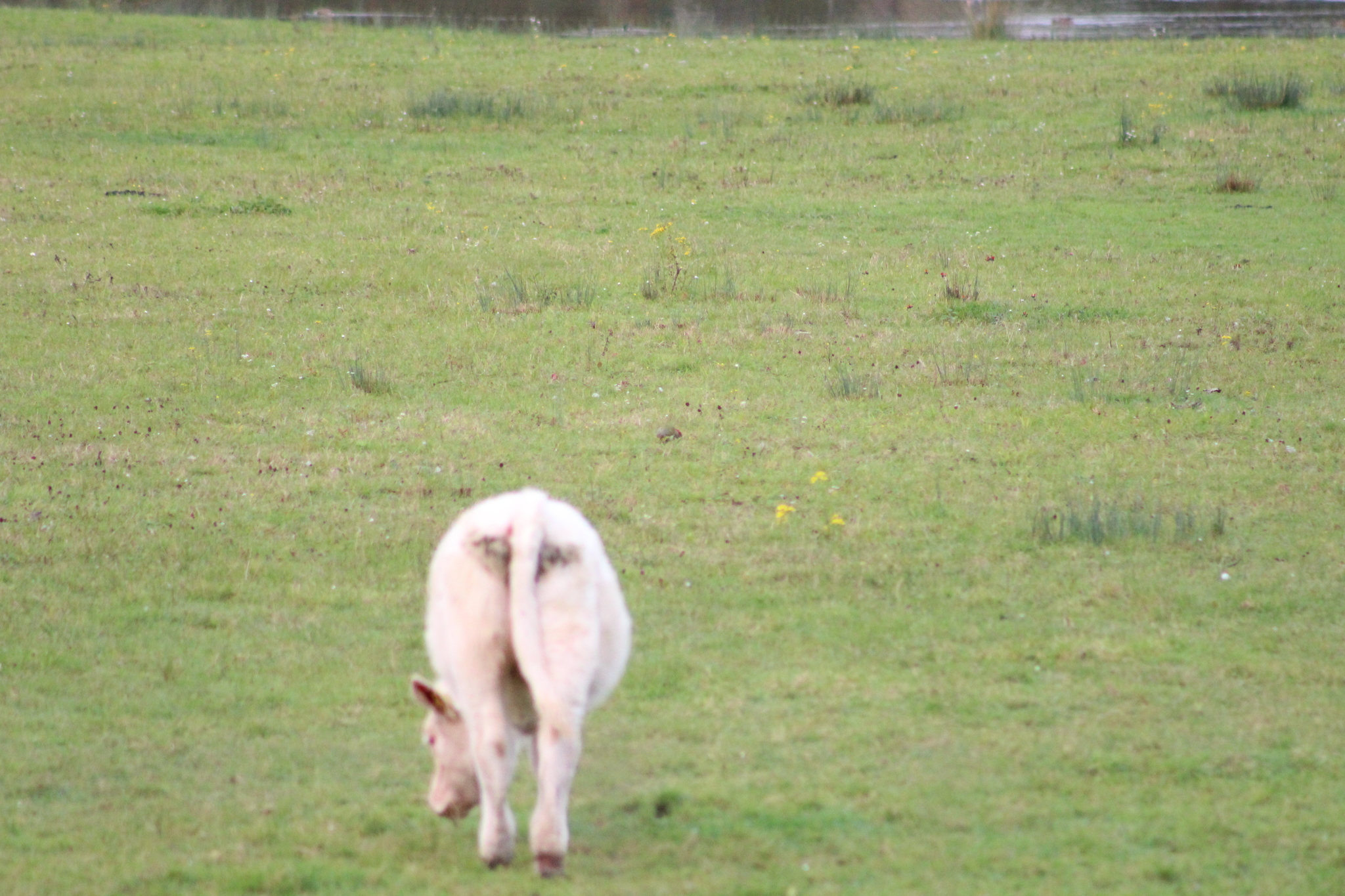 European Green Woodpecker