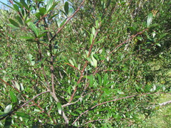 Phyllanthus sellowianus
