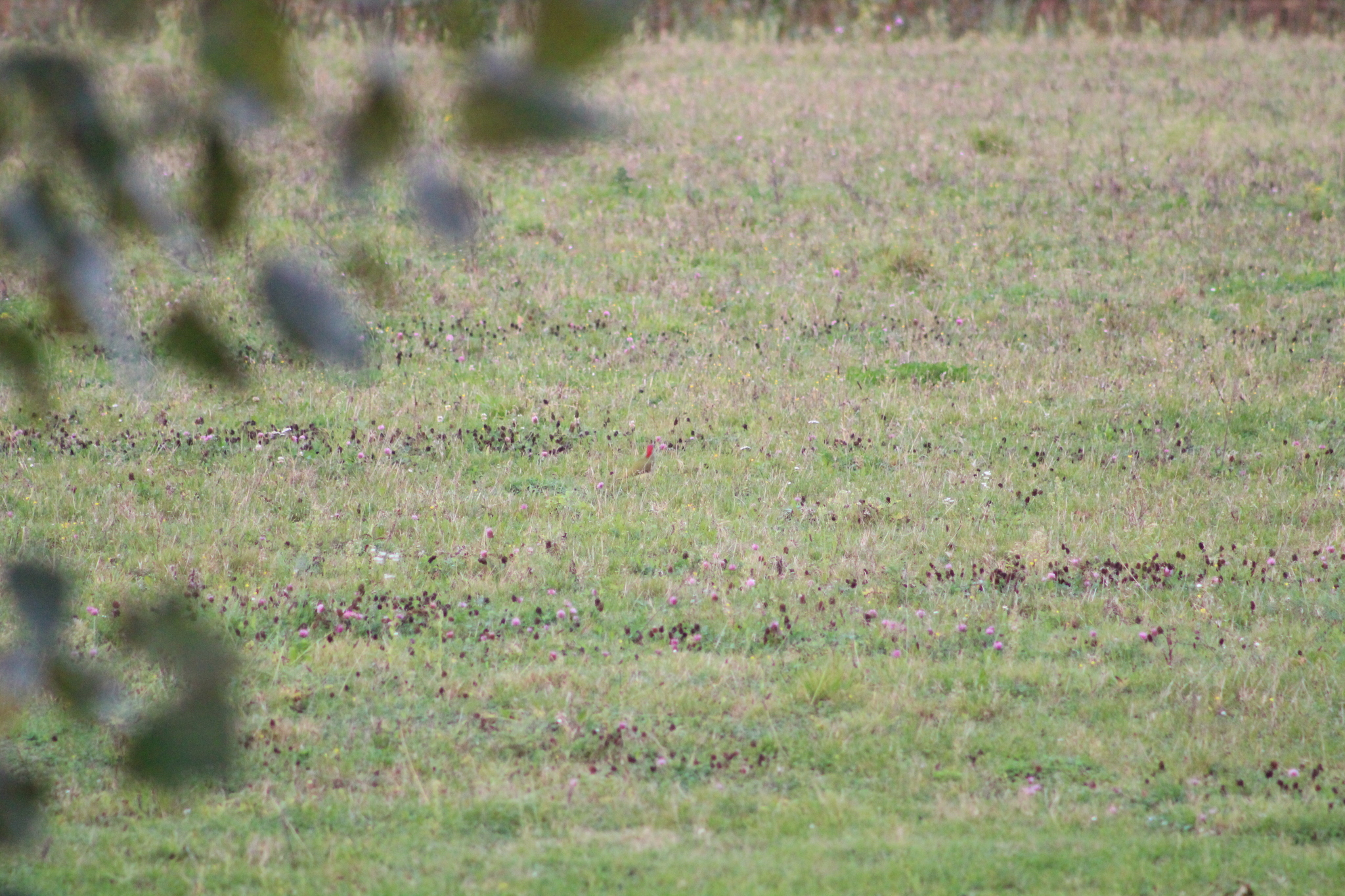 European Green Woodpecker
