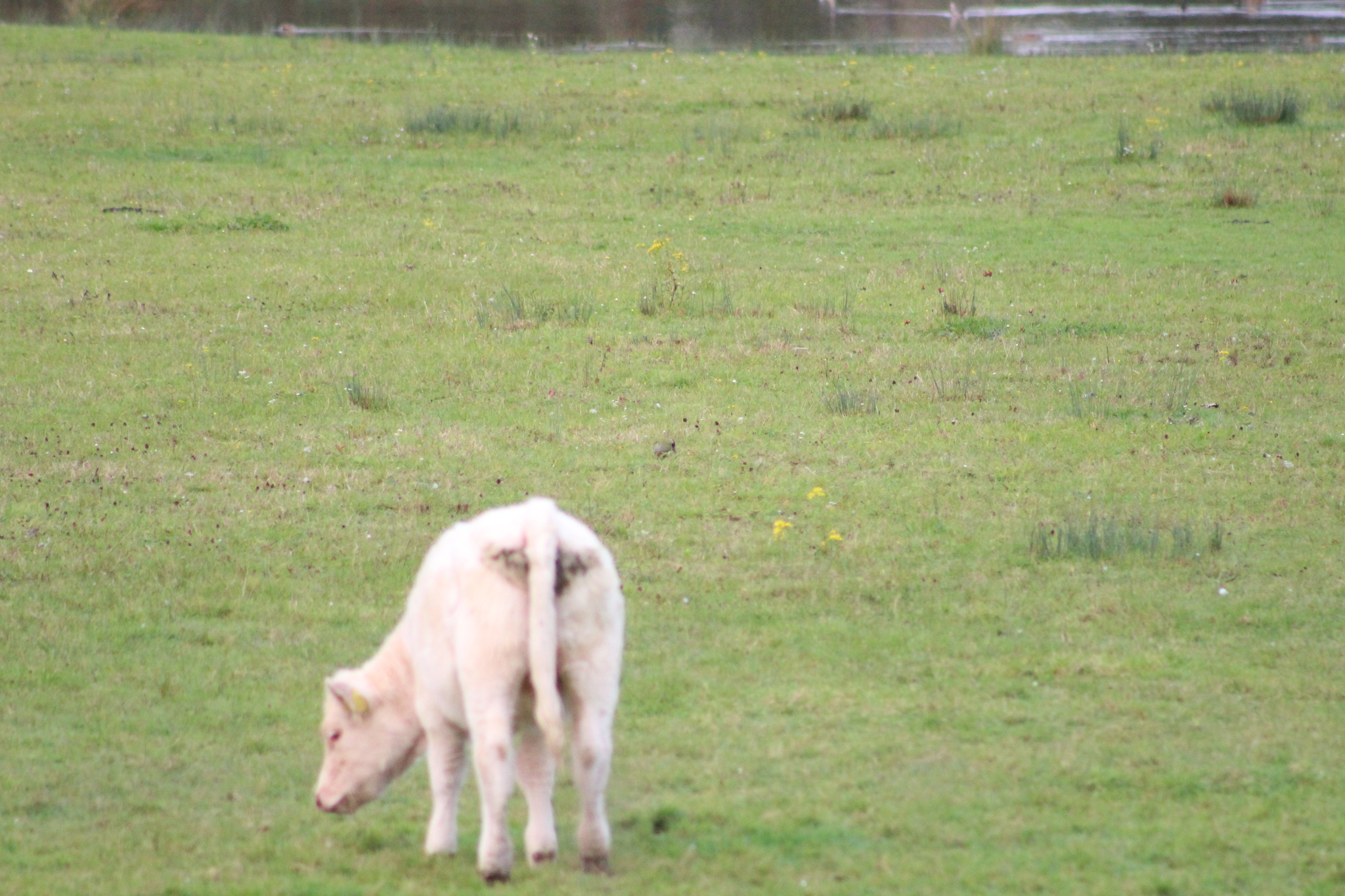 European Green Woodpecker