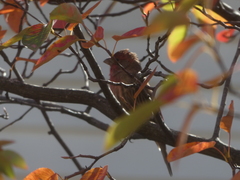 Haemorhous mexicanus