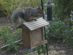 Sciurus carolinensis