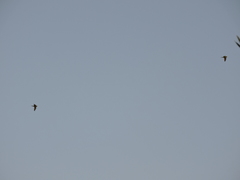 Psittacara holochlorus