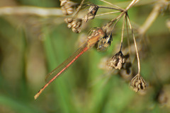 Oxyagrion rubidum