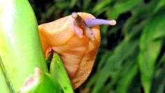 Vaginulus taunaisii