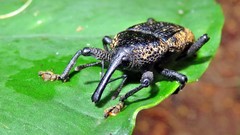 Homalinotus deplanatus