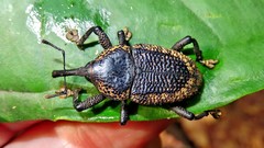 Homalinotus deplanatus