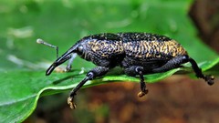 Homalinotus deplanatus