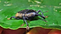 Homalinotus deplanatus