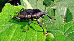 Homalinotus deplanatus