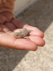 Tarentola mauritanica
