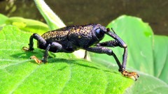 Homalinotus deplanatus