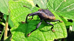 Homalinotus deplanatus