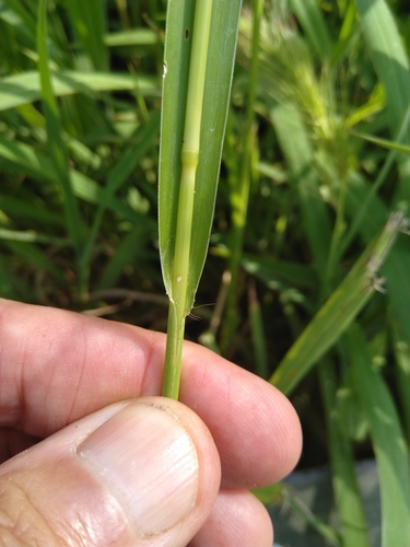 Image of Echinochloa telmatophila by (c) Tony van Kampen, some rights reserved (CC BY)