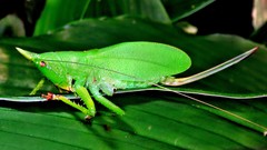 Copiphora brachyptera