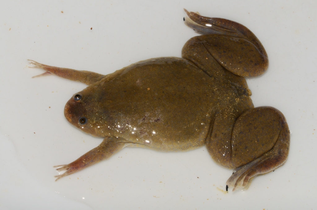 Cameroon Clawed Frog