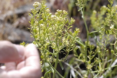 Lepidium tiehmii
