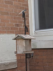 Poecile atricapillus