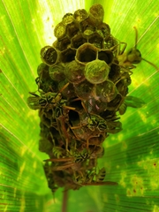 Mischocyttarus basimacula