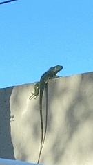 Iguana iguana