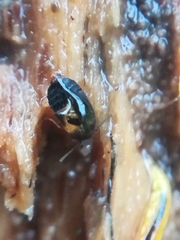 Proteininae