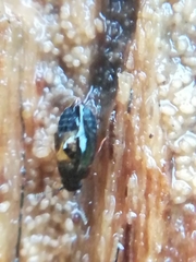 Proteininae