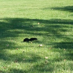 Sciurus carolinensis