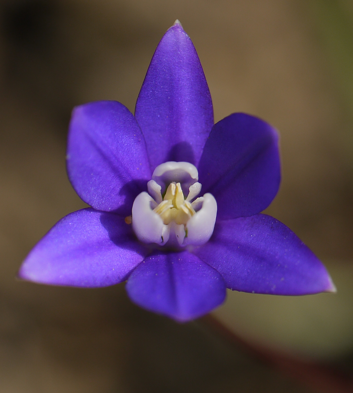 Brodiaea stellaris