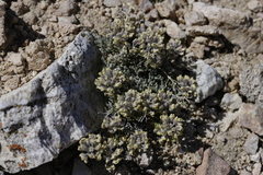 Lepidium ostleri