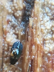 Proteininae