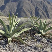 Agave asperrima asperrima